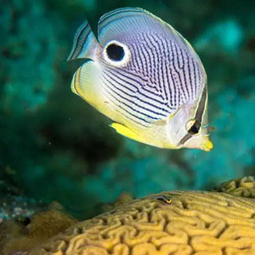 Four eyed Butterfly (Chaetodon capistratus) - Marine World Aquatics