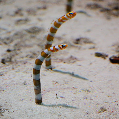 Garden Eel - Striped (Gorgasia preclara) - Marine World Aquatics