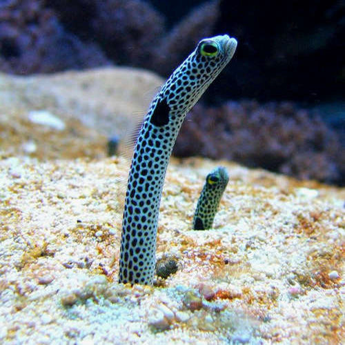 Garden Eel (Heteroconger hassi) - Marine World Aquatics