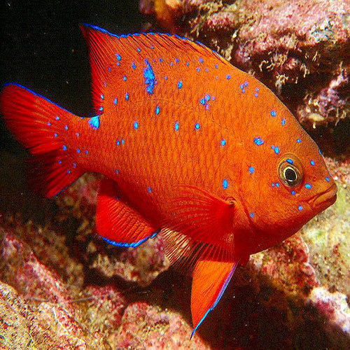 Garibaldi (Hypsypops rubicunda) - Marine World Aquatics