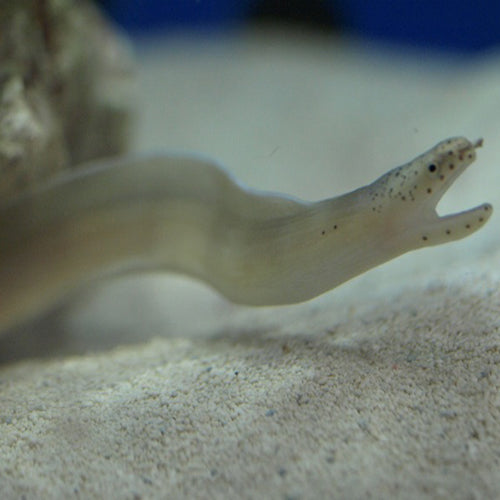 Ghost Eel (Pseudechidna brummeri) - Marine World Aquatics