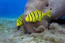 Pilot Fish (Gnathonodon speciosus) - Marine World Aquatics