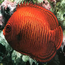 Golden Angel (Centropyge aurantia) - Marine World Aquatics