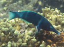 Birdmouth Wrasse - Male (Gomphosus caeruleus) - Marine World Aquatics