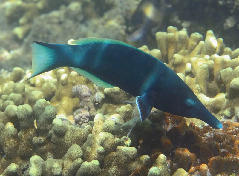 Birdmouth Wrasse - Male (Gomphosus caeruleus) - Marine World Aquatics