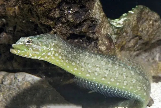 Green Eel Blenny (Congrogadus subducens) - Marine World Aquatics