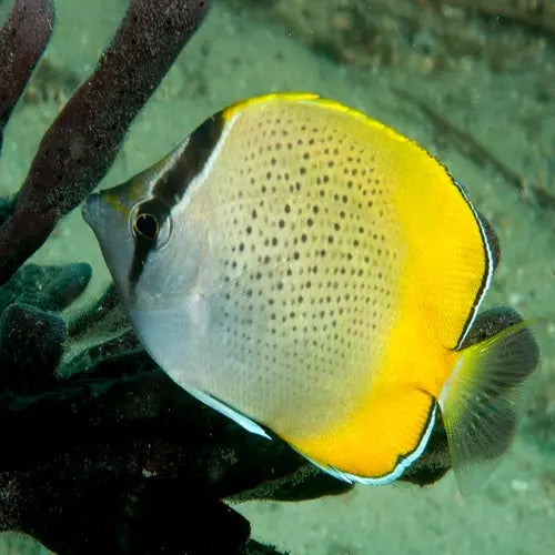 Guenther's Butterfly (Chaetodon guentheri) - Marine World Aquatics