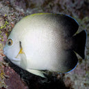 Half Black Angel - Melanesia (Centropyge vroliki) - Marine World Aquatics