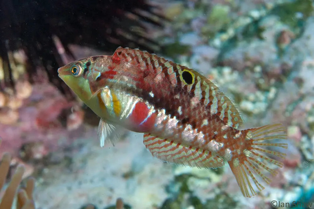 Bleeding Heart Wrasse (Halichoeres margaritaceus) - Marine World Aquatics