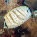 Hawaii Orange Stripe Butterfly (Chaetodon multicinctus) - Marine World Aquatics