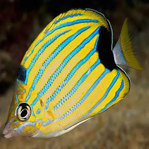 Haw Blue Stripe Butterfly (Chaetodon fremblii) - Marine World Aquatics