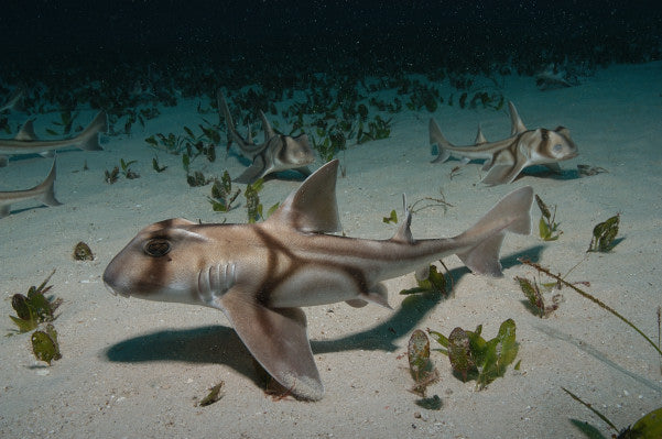 Shark - Port Jackson (Heterodontus portusjacksoni) - Marine World Aquatics