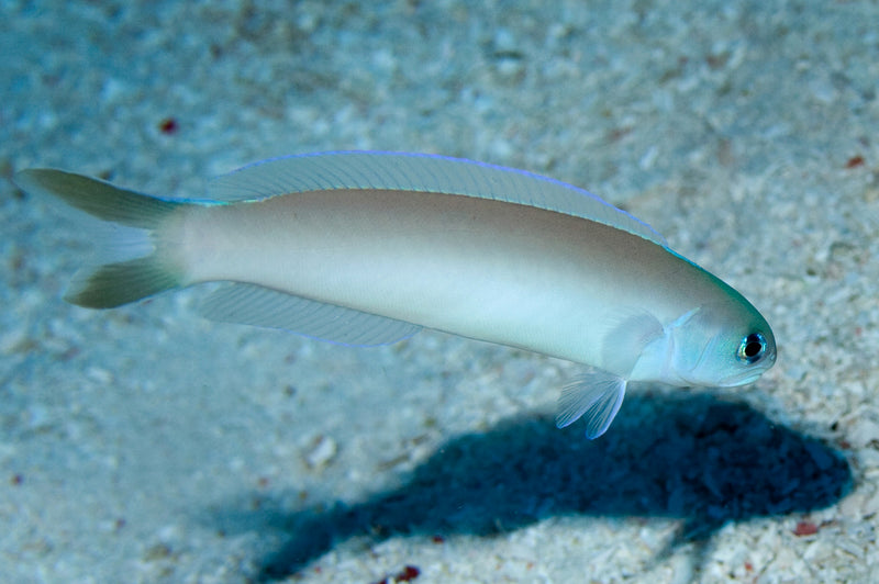 Tile Goby - Silver (Hoplolatilus cuniculus) - Marine World Aquatics