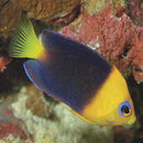 Joculata Angel (Centropyge joculata) - Marine World Aquatics