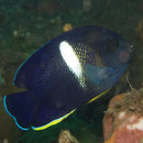 Keyhole Angel - Melanesia (Centropyge tibicen) - Marine World Aquatics