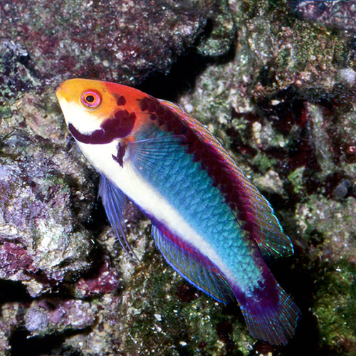 Koi Dwarf Parrot (Cirrhilabrus solorensis) - Marine World Aquatics
