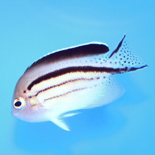 Lamark Angel Fish (Genicanthus lamarck) - Marine World Aquatics