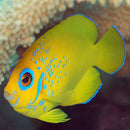 Lemon Peel (Centropyge flavissima) - Marine World Aquatics