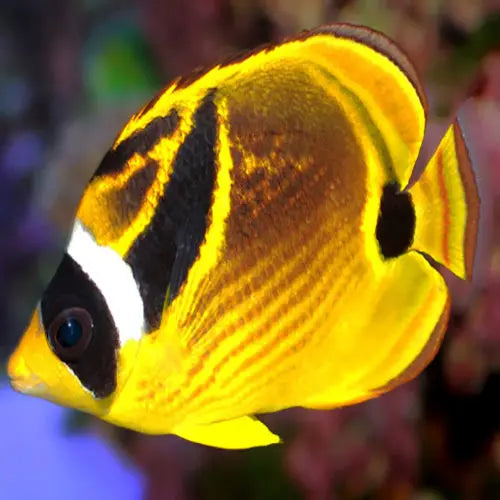 Lunula Butterfly (Chaetodon lunula) - Marine World Aquatics
