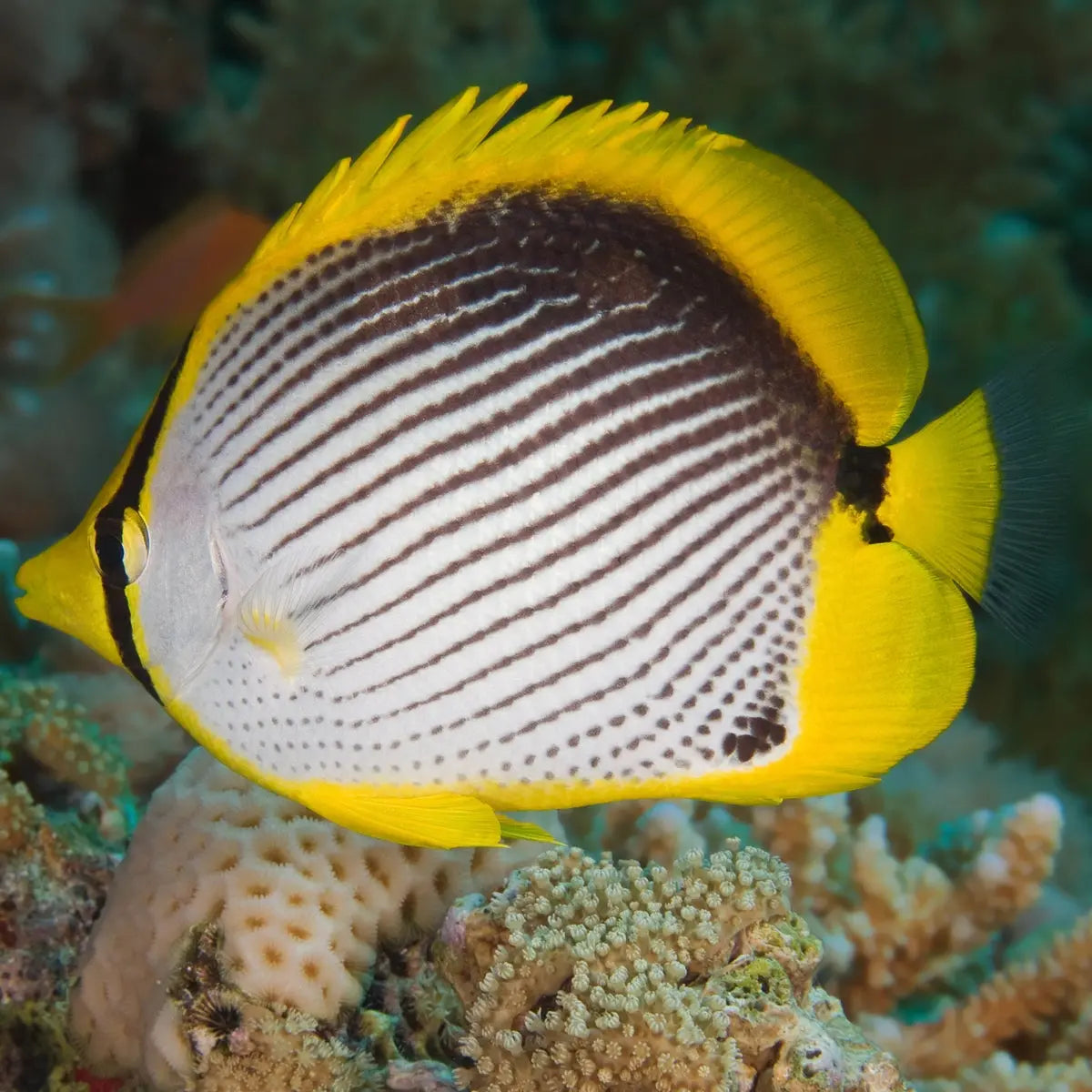 Melanotus Butterfly - Fiji (Chaetodon melannotus) - Marine World Aquatics