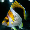 Marqesian Butterfly (Chaetodon declivis) - Marine World Aquatics