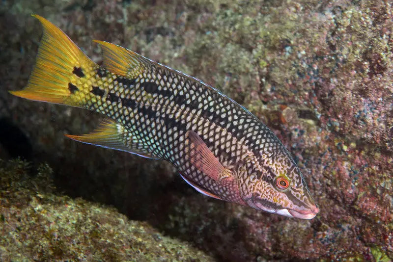 Mexican Hog (Bodianus diplotaenia) - Marine World Aquatics