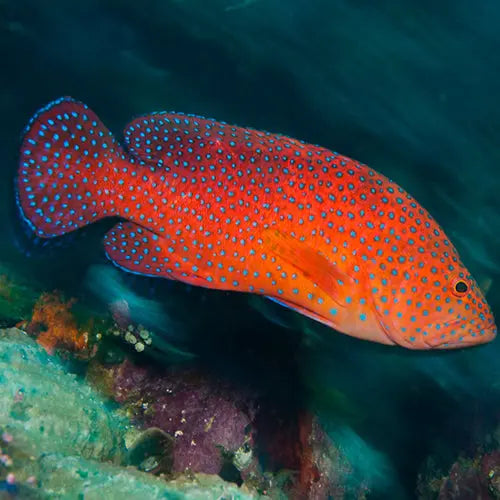 Miniatus Grouper (Cephalophalis miniata) - Marine World Aquatics