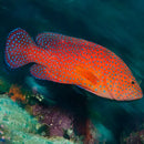 Miniatus Grouper (Cephalophalis miniata) - Marine World Aquatics
