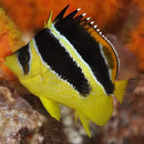Mitratus Butterfly (Chaetodon mitratus) - Marine World Aquatics