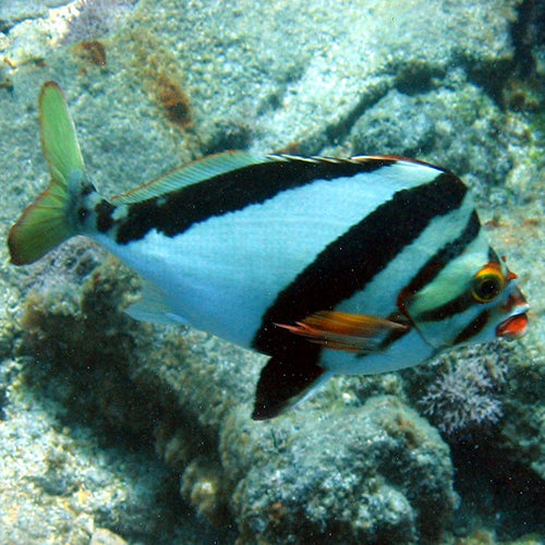 Morwong (Goniistius gibbosus) - Marine World Aquatics