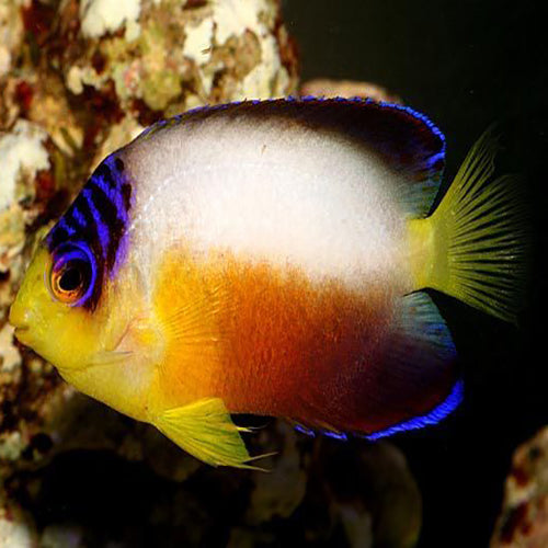 Multicolour Angel (Centropyge multicolor) - Marine World Aquatics
