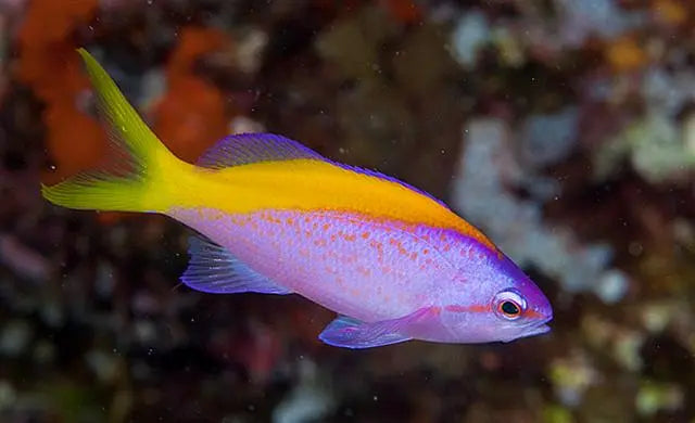 Carberryi Anthias (Nemanthias carberryi) - Marine World Aquatics