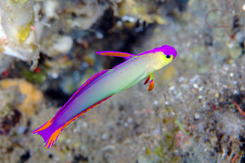 Firefish - Purple (Nemateleotris decora) - Marine World Aquatics