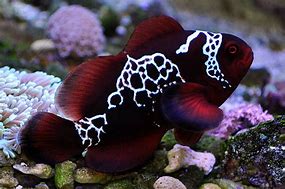 Tank Bred Lightning Maroon Clownfish (Premnas biaculeatus) - Marine World Aquatics