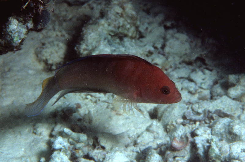 Flame Pygmy Basslet (Ogilbyina novaehollandiae) - Marine World Aquatics