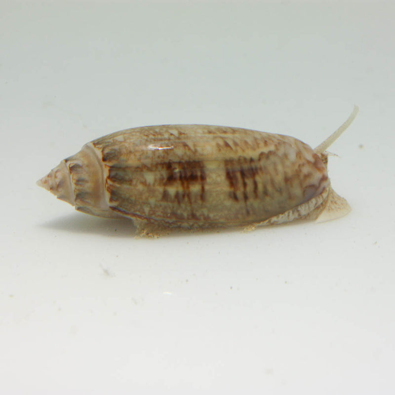 Olive Snail (Oliva sp) Bristleworm Eating Snail - Marine World Aquatics