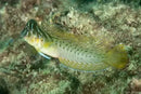Brachiosaurus Blenny (Omobranchus anolius) - Marine World Aquatics