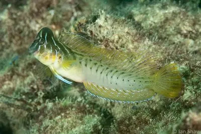 Brachiosaurus Blenny (Omobranchus anolius) - Marine World Aquatics
