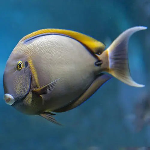 Orange Face Tang (Acanthurus bariene) - Marine World Aquatics