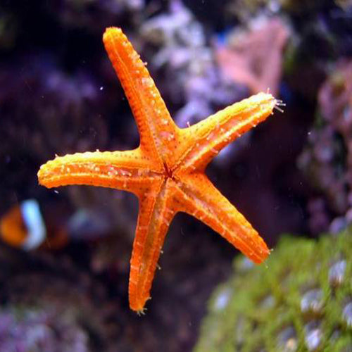 Orange Finger Starfish (Echinaster sepositus) - Marine World Aquatics