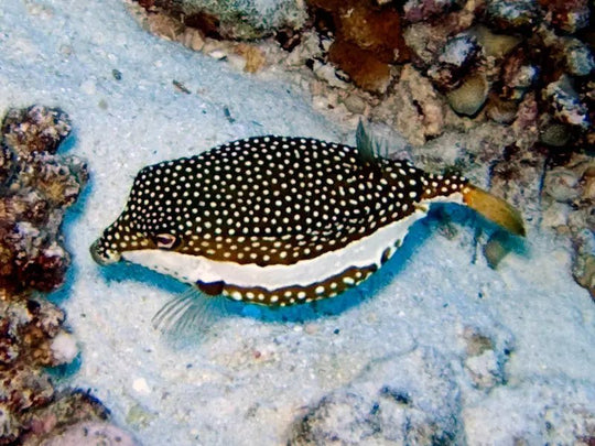 Whitleyi Hawaiian Female Boxfish