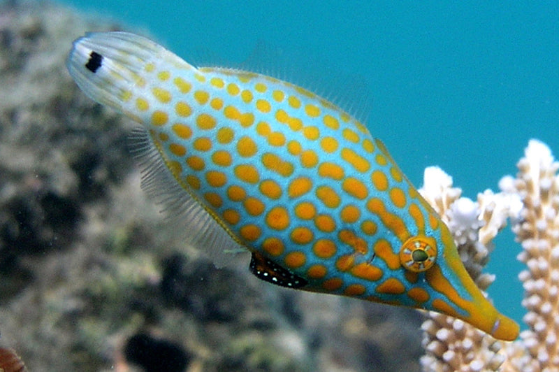 Orange Spot Filefish - Fiji (Oxymonacanthus longirostris) - Marine World Aquatics