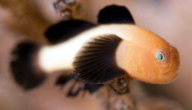 Nano Goby - Panda (Paragobiodon lacunicolus) - Marine World Aquatics