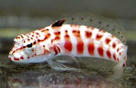Red Check Goby (Parapercis sp.) - Marine World Aquatics