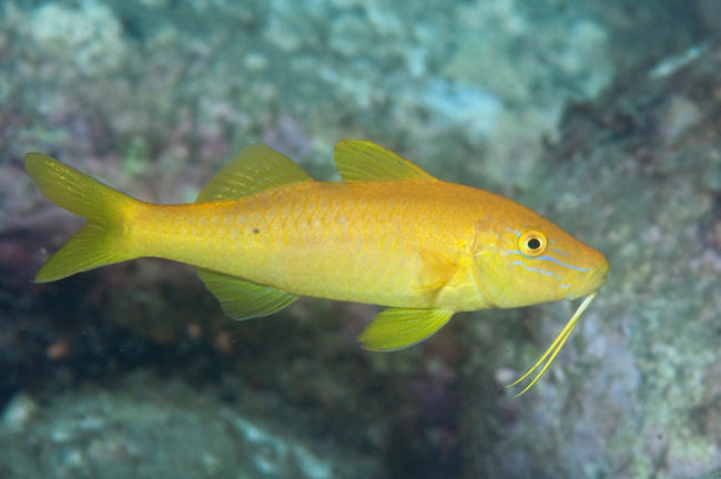 Goat - Yellow (Parupeneus cyclostomus) - Marine World Aquatics