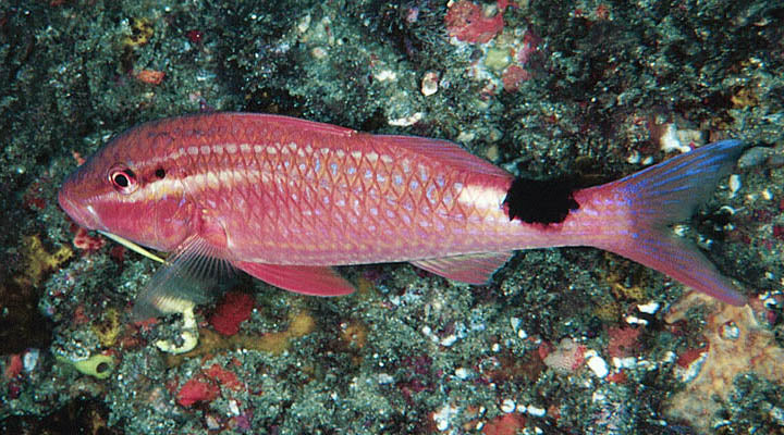 Goat - Red (Parupeneus rubescens) - Marine World Aquatics
