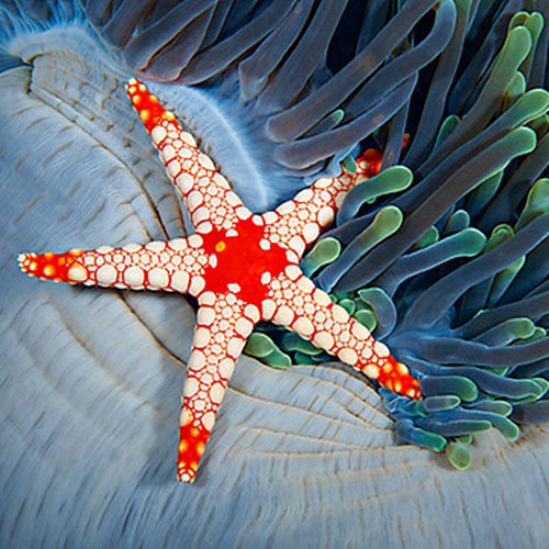 Pearl Starfish (Fromia cf monilis) - Marine World Aquatics