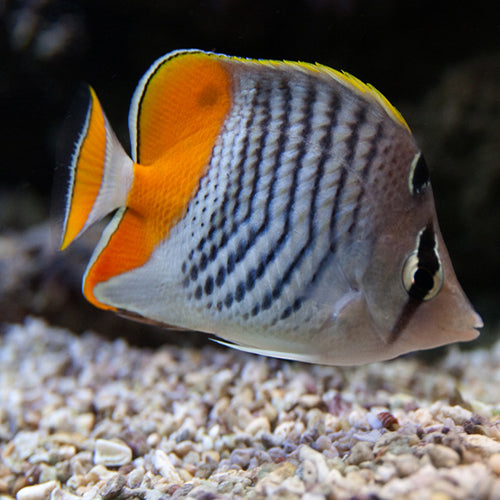 Pearlscale Butterfly -Red (Chaetodon madagascariensis) - Marine World Aquatics