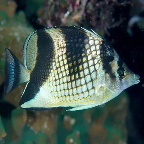 Pearlscale Butterfly - Black (Chaetodon argentatus) - Marine World Aquatics