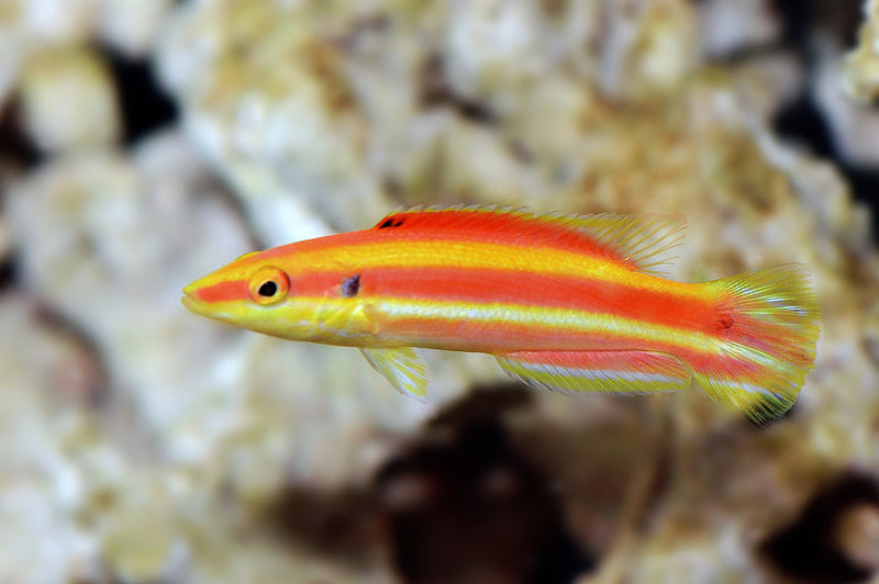 Peppermint Hogfish - West Ind Ocean (Bodianus opercularis) - Marine World Aquatics